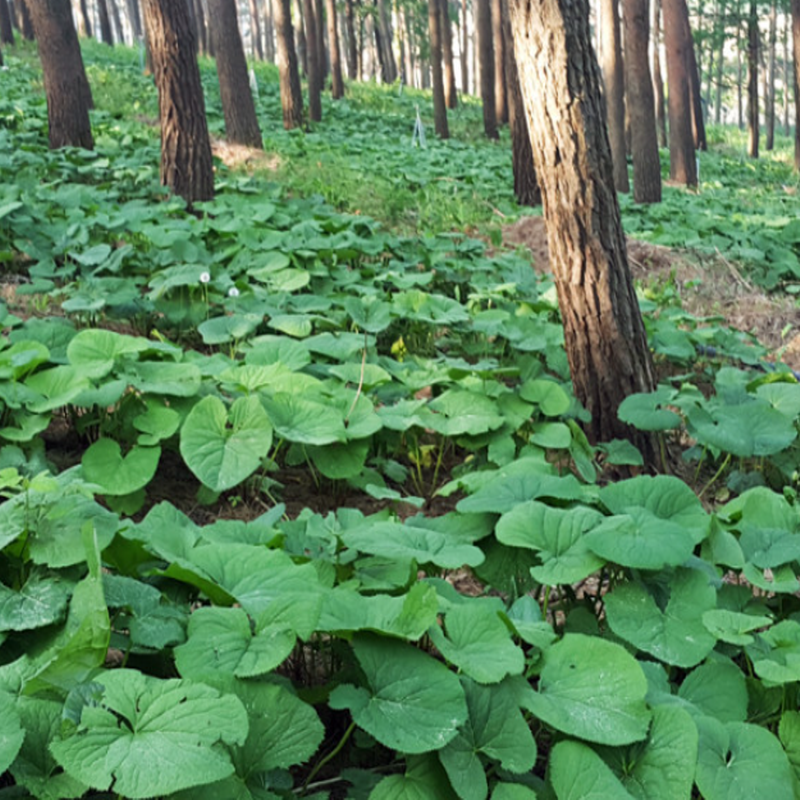 임업진흥원에서 인정한 정선 백두대간 청정지역 해발 700고지에서 재배한  곰취 1kg
